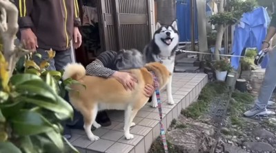 玄関先で迎えられる2匹の犬