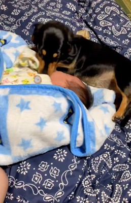 赤ちゃんに顔を寄せるワンコ