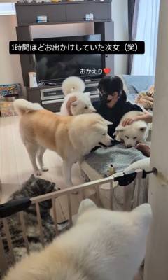 女の子を熱烈歓迎する秋田犬たち5