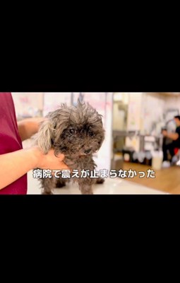 おこげちゃんが幸せを掴むまで2