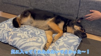 ひんやりして気持ち良さそう♪