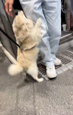 おじさんに飛びつくエリーちゃん