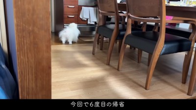 本当の孫みたい