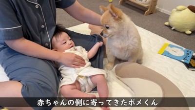 子守りをしてくれるポメくん