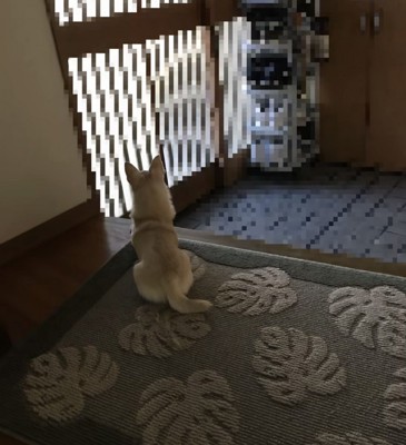 玄関の方を見つめる犬