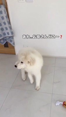 飼い主を見つけるため部屋を見まわす子犬