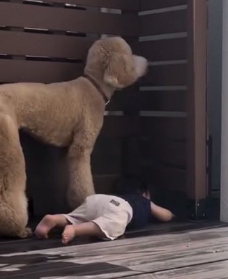 並んで外を見つめる男の子と犬