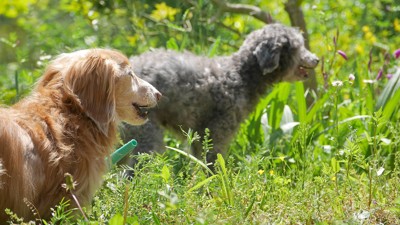 先住犬