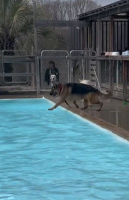 プールへ沈む大型犬
