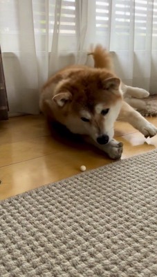 体を起こしておやつを見つめる犬