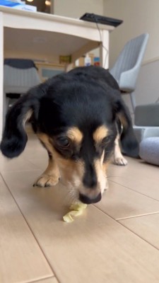 床に置かれたおやつを食べる犬