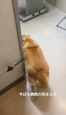 診察室に入っていく犬