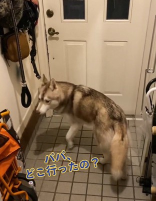垂れ下がった犬のしっぽ