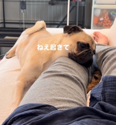ミーアキャットに顔を近づける犬