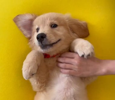 仰向けに転がるゴールデンレトリバーの赤ちゃん