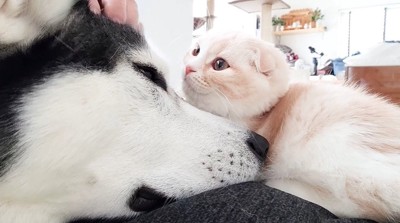 子猫とくつろぐ大型犬