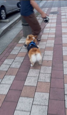 リードを持つ人が交代した時のジノくん6