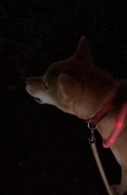 遠吠えする柴犬