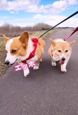 仲良くお散歩中♪
