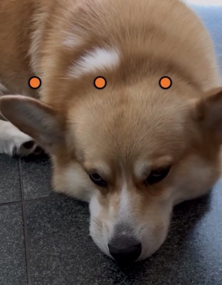 床に顎をつける犬