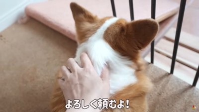 なでられる犬の後頭部