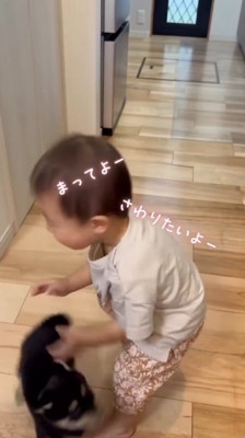 子犬に触ろうとする男の子