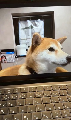 zoom会議中のみかんちゃん8