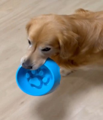 お皿をくわえて歩く犬