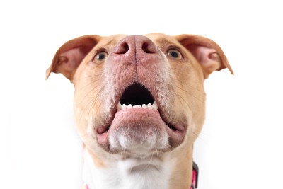 口呼吸している犬