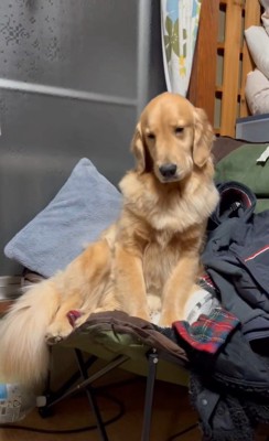 睡魔と戦うウルちゃん2