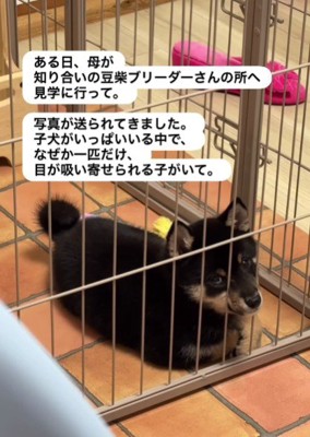 1匹の子犬に釘付けに…