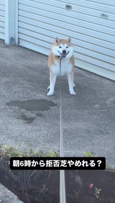 笑顔で飼い主を見つめる犬