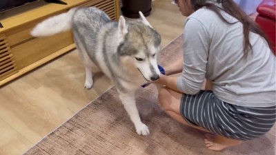 逃げようとする犬