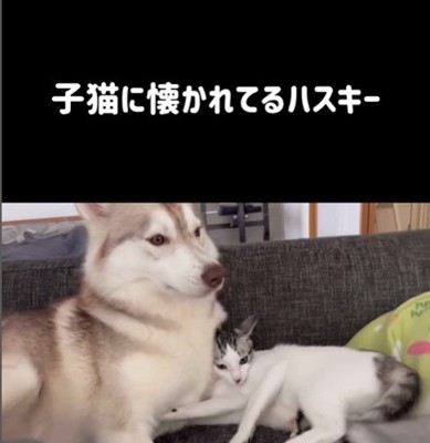 りりたん&ここちゃん&くぅちゃん