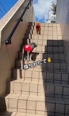 頑張って階段を下りるリロちゃん⑩