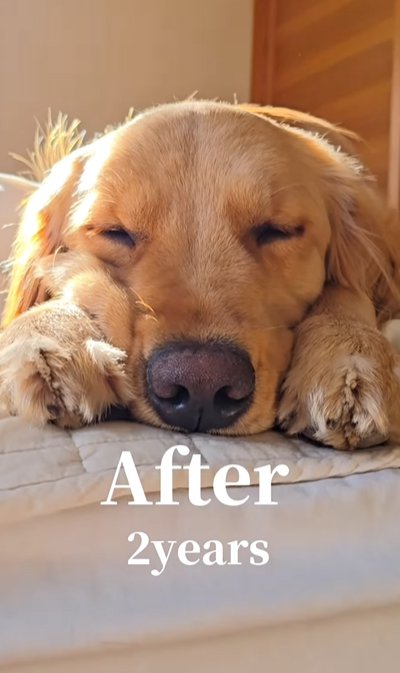 あご乗せポーズの大型犬