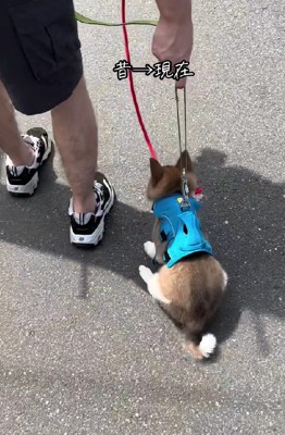 野犬として生まれたこむぎちゃん