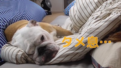 横向きに寝る犬