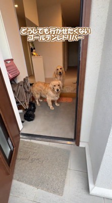 玄関から客人を見つめる2頭の犬