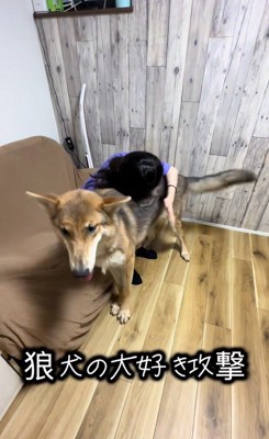 つな君の愛情表現9