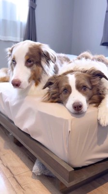 ベッドの上でくつろぐ2頭の犬