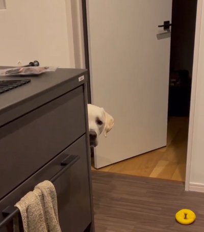 飼い主を見つめる大型犬