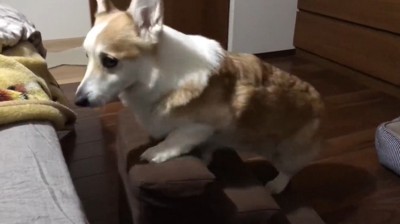 階段を登る犬