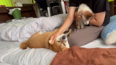 犬2匹と女性