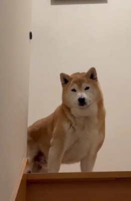 「なんや、お前か…」