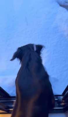 ダッシュで雪に飛び込んだ