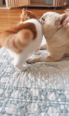 JOYくんとTOMくん