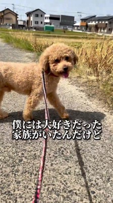 笑顔で外を散歩する犬
