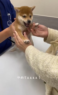 ももちちゃんのはじめての注射5