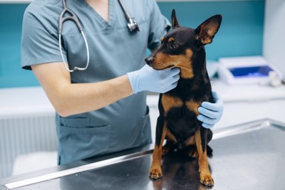 診察台に乗る犬